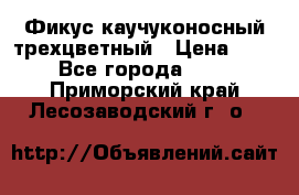 Фикус каучуконосный трехцветный › Цена ­ 500 - Все города  »    . Приморский край,Лесозаводский г. о. 